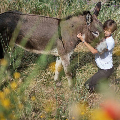 Walk with Donkeys in the Hills of Pisa 3 Pisa