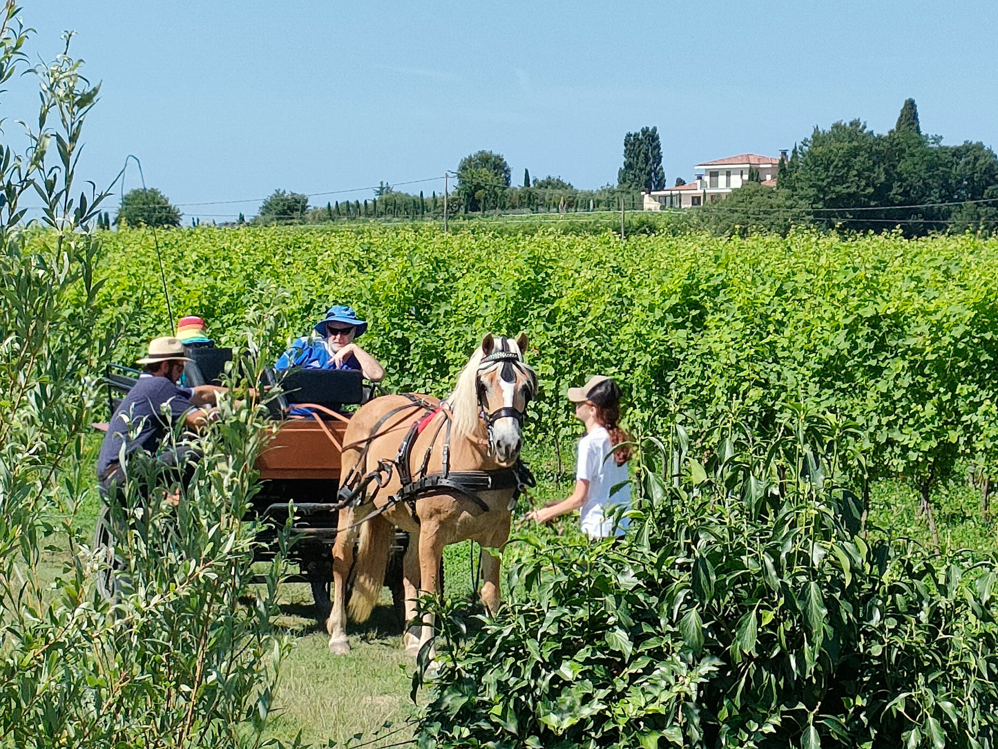 Horse Carriage Tour and tasting of local food in Lazise