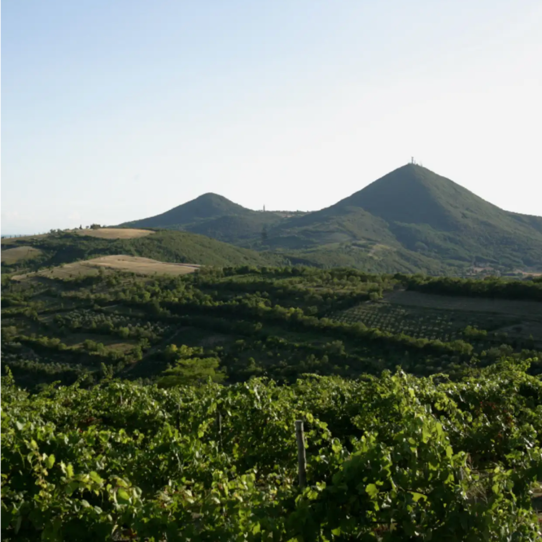 Winery Tour & Tasting on Padua Hills