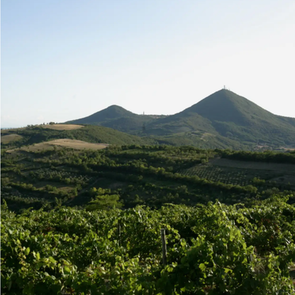 Winery Tour & Tasting on Padua Hills