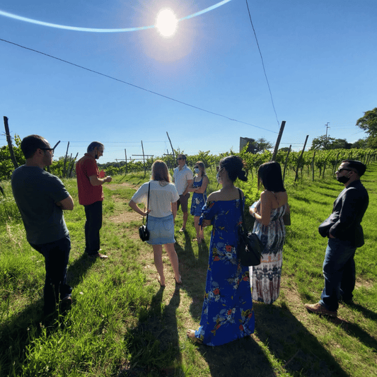 Vicenza: Weinbergspaziergang und Weinprobe in den Berici-Hügeln