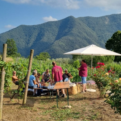 Vineyard Tour with Wine Tasting and Light Lunch near Imperia 5 Imperia