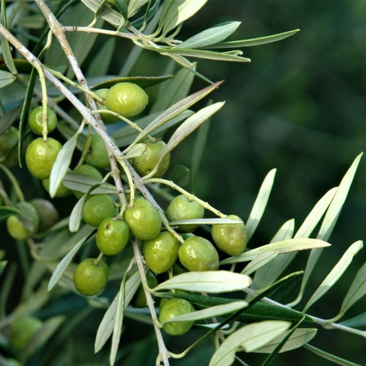 Trieste: Olive Oil Tasting & Grove Walk 5 Trieste