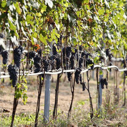 Winery Visit near Turin & Venaria Reale with Wine Tasting & Food Platter