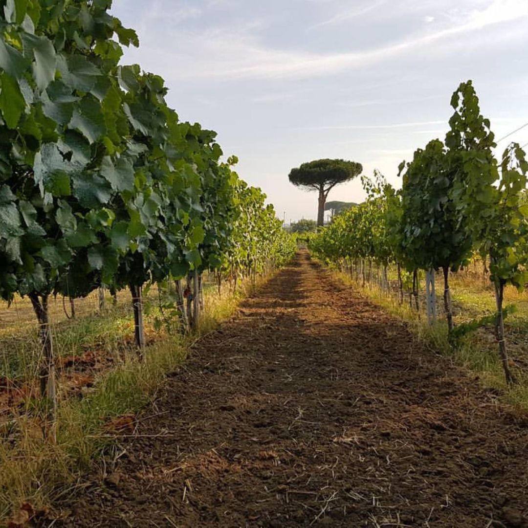 Degustazione di vini e visita ad un borgo medievale dei Castelli Romani
