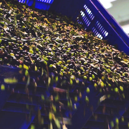 Olive Oil Mill Tour with Tasting and Gift near Bari