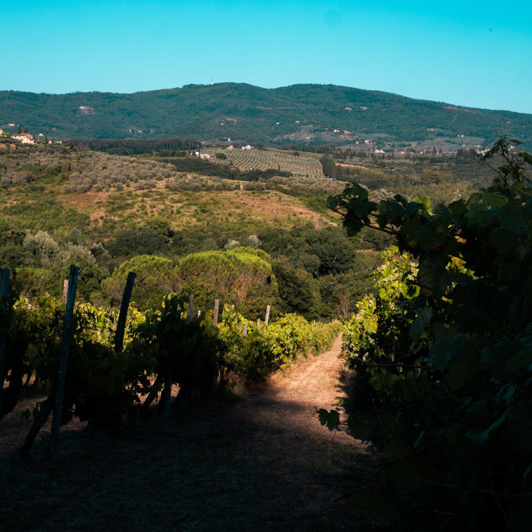 Chianti Winery Tour with VR & Blind Tasting near Florence