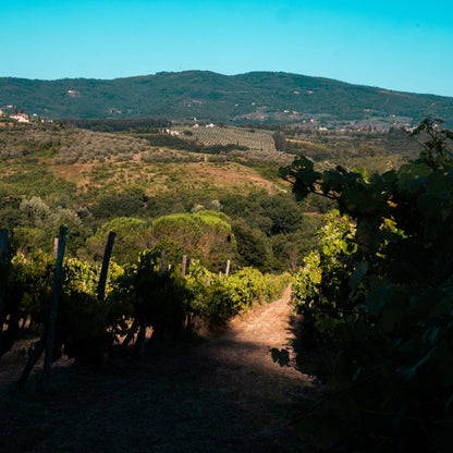 Chianti Winery Tour with VR & Blind Tasting near Florence