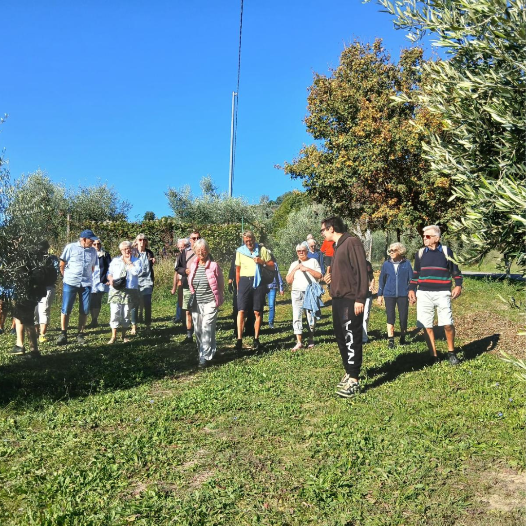 Olive Mill Tour with Oil & Food Tasting near Chianciano, Siena & Perugia