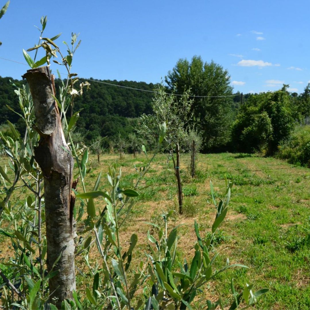 Olive Mill Tour with Oil & Food Tasting near Chianciano, Siena & Perugia
