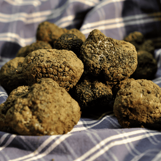 Truffle Tasting near Perugia with Museum Visit