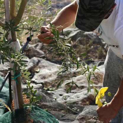 Olive Mill Tour & Grove Walk with Tastings near Ragusa 5 Ragusa