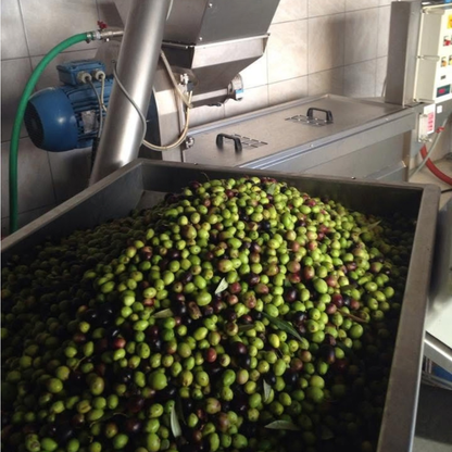 Trieste: Olive Oil Tasting & Grove Walk 6 Trieste