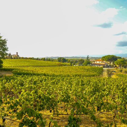 Organic Wine Tasting and Vineyard Tour near Empoli and Pisa
