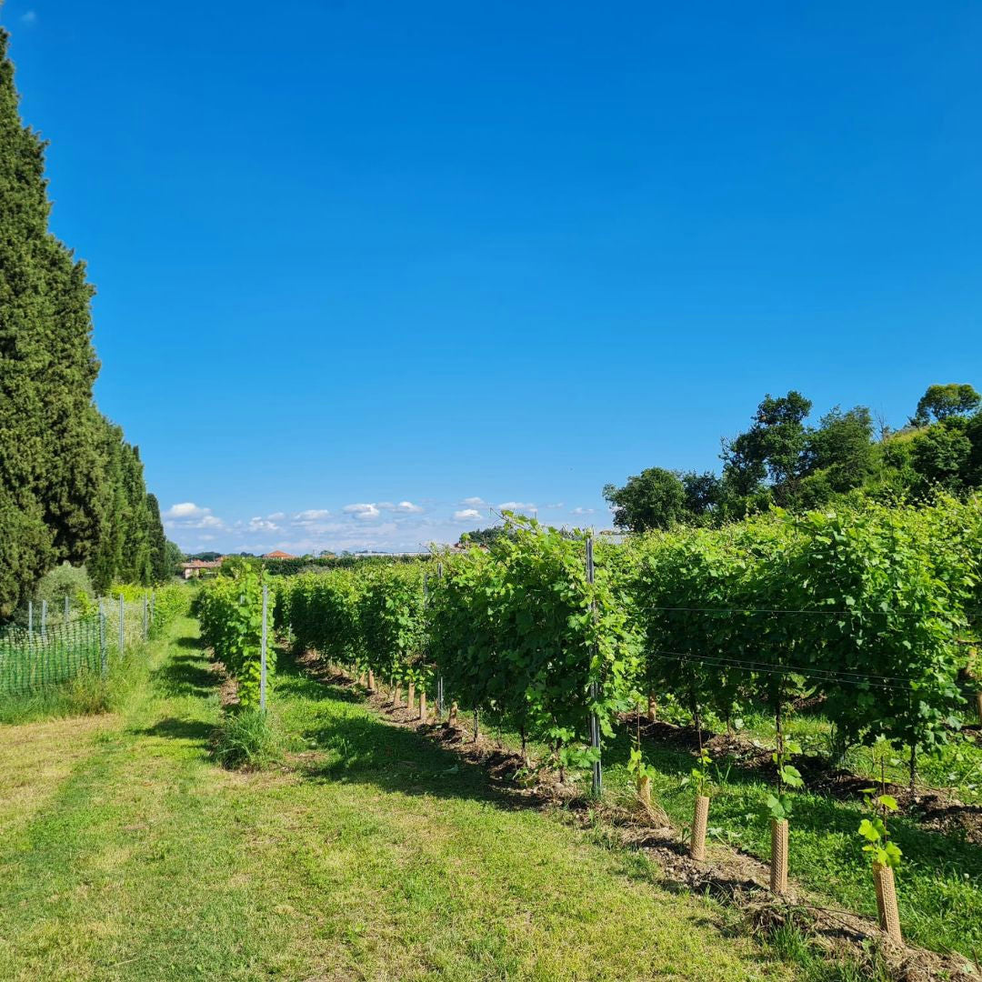 Winery Tour with Wine and Food Tasting near Lake Garda 6 Brescia
