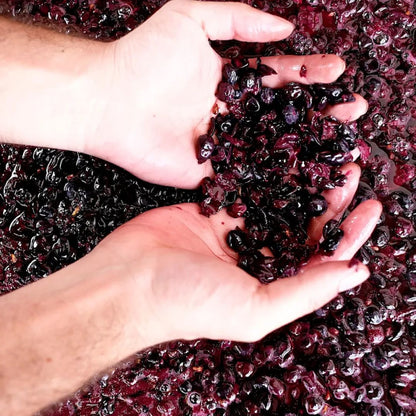 Organic Wine Tasting and Vineyard Tour near Empoli and Pisa