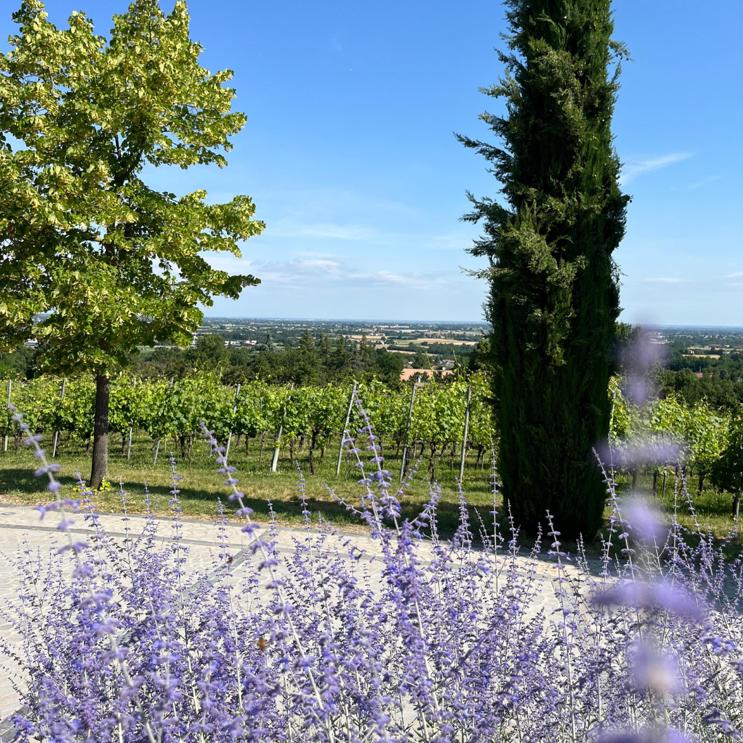 Weinbergbesuch auf den Parma-Hügeln & Weinprobe mit Speisenplatte