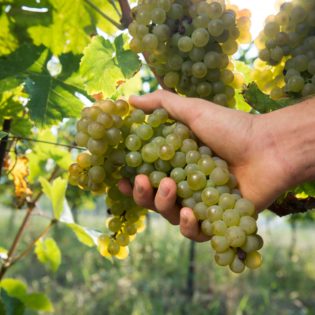 Visita a cantina boutique biologica e degustazione di 6 vini vicino a Urbino