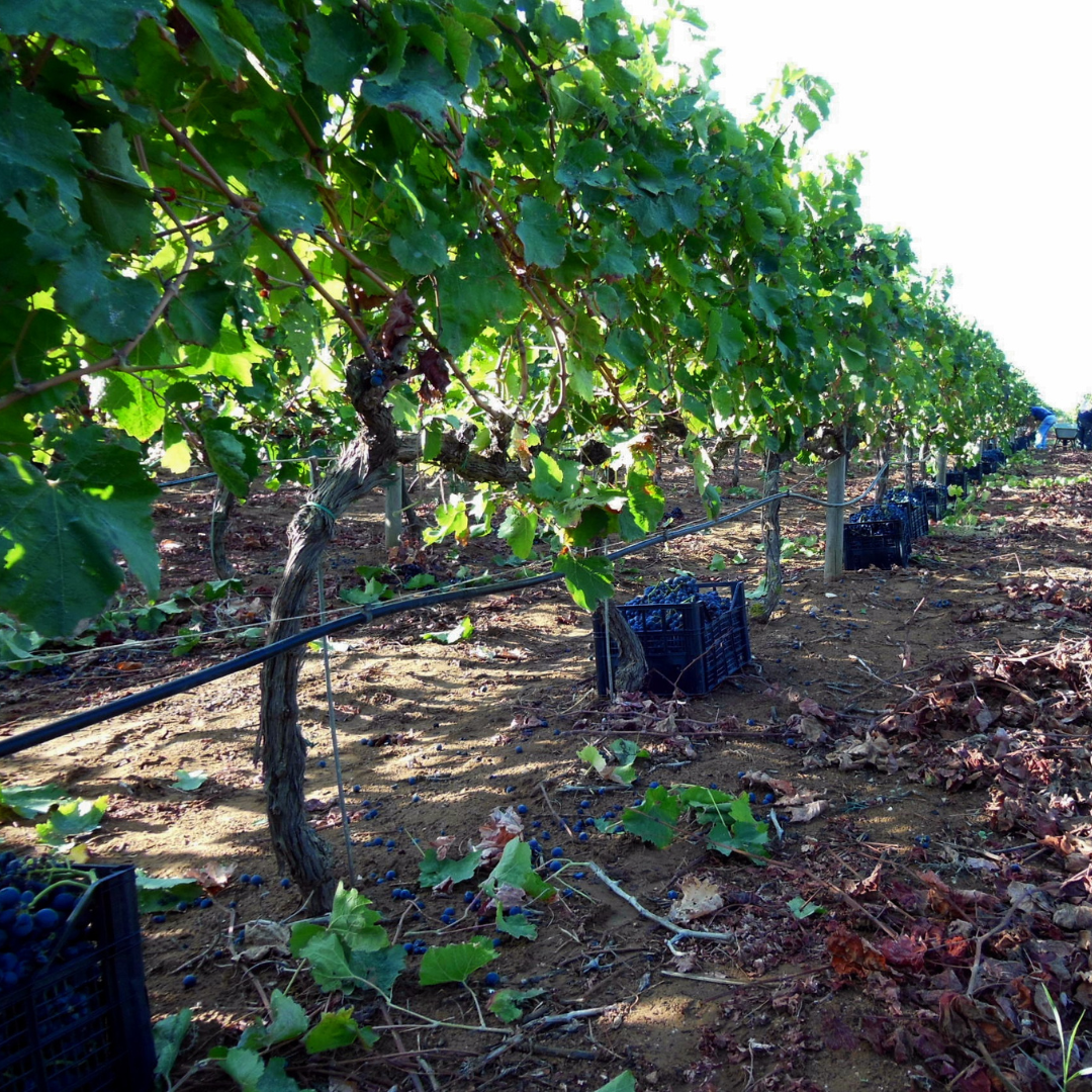 Weingutbesichtigung mit Weinverkostung & regionalem Essen in der Nähe von Ragusa