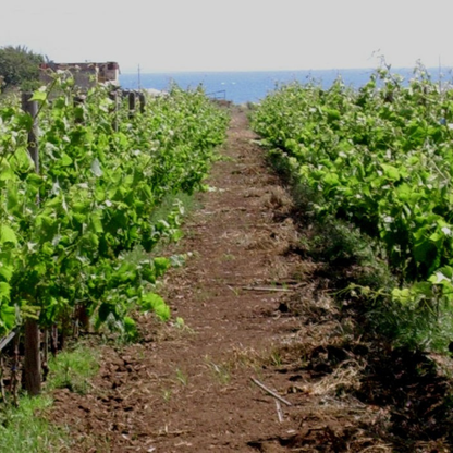 Weingutbesichtigung mit Weinverkostung & regionalem Essen in der Nähe von Ragusa