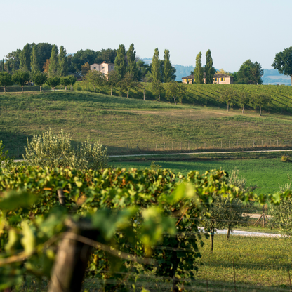 Visita a cantina boutique biologica e degustazione di 6 vini vicino a Urbino
