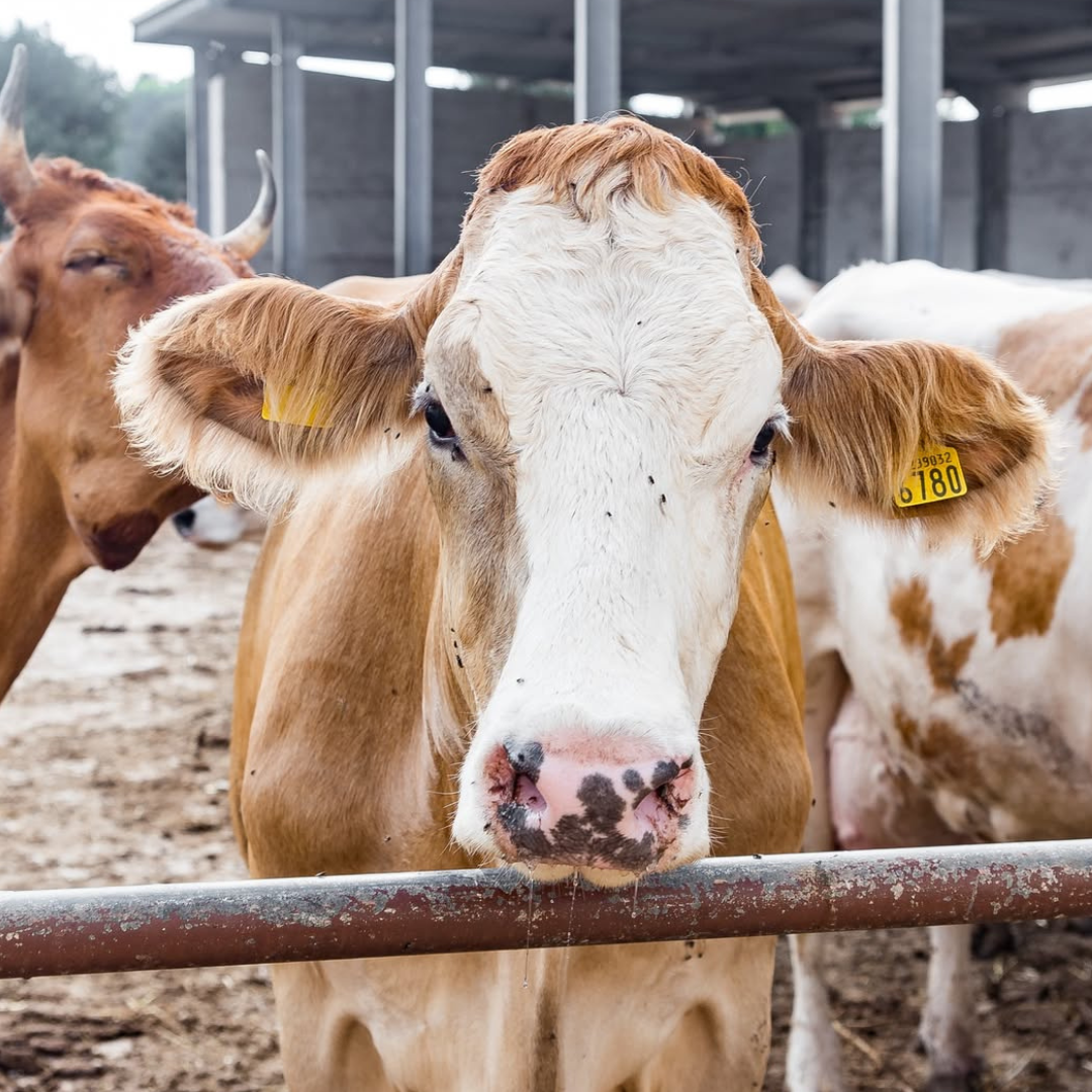 Mozzarella Making Show and Dairy Farm visit in Fasano, Brindisi 5 Brindisi