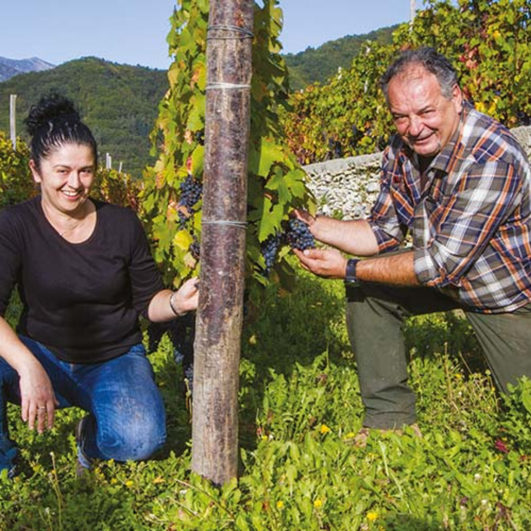 Vineyard Tour with Wine Tasting and Light Lunch near Imperia 1 Imperia