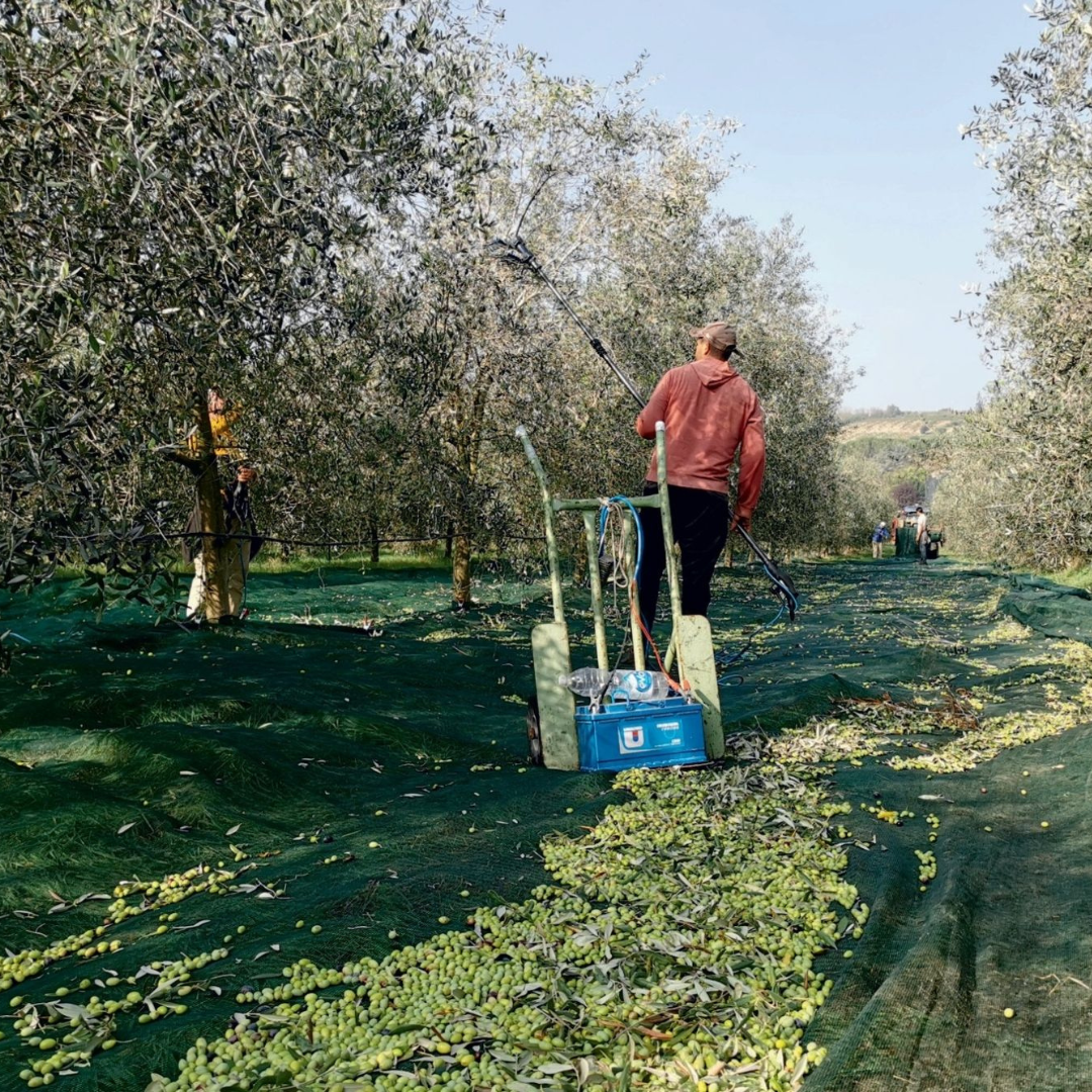 Olive Oil Tasting with Optional Olive Grove Walk near Rimini 1 Rimini