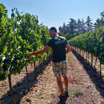 Winery Tour with Wine & Food Tasting near Riccione & Rimini