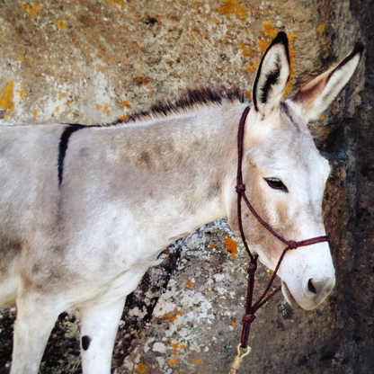 Passeggia con gli asini e visita le Grotte Porcine presso Viterbo