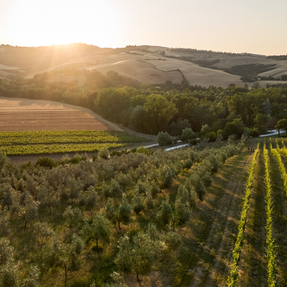 Visita a cantina boutique biologica e degustazione di 6 vini vicino a Urbino