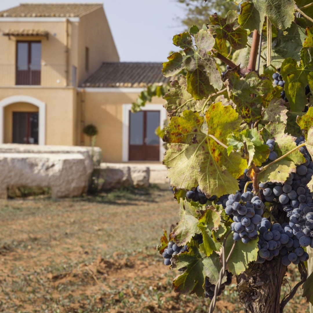 Organic Winery Tour, Wine Tasting & Light Lunch near Ragusa 3 Ragusa