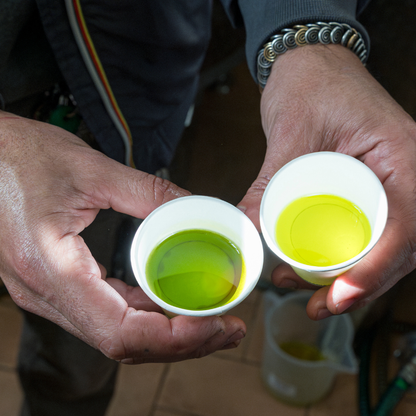 Olive Estate Tour, Mill Visit & Tasting near Perugia 5 Perugia