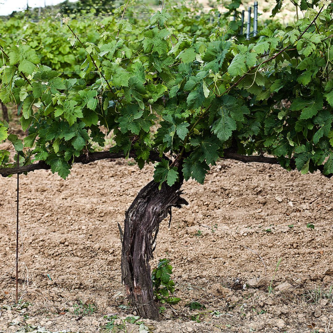 Organic Wine Tasting and Vineyard Tour near Empoli and Pisa