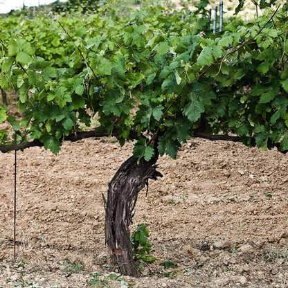 Organic Wine Tasting and Vineyard Tour near Empoli and Pisa