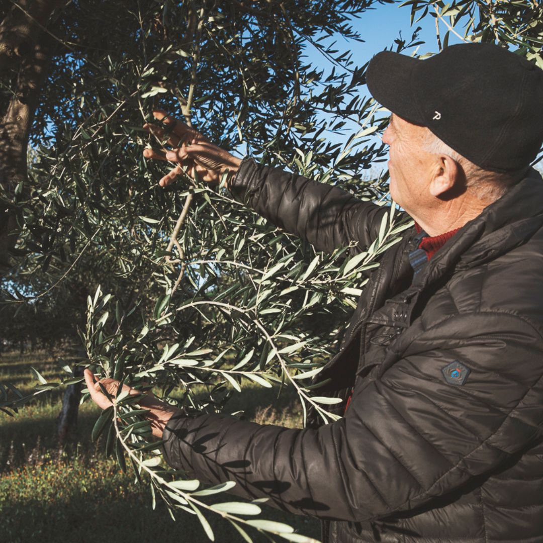 Olive Oil Mill Tour with Tasting and Gift near Bari
