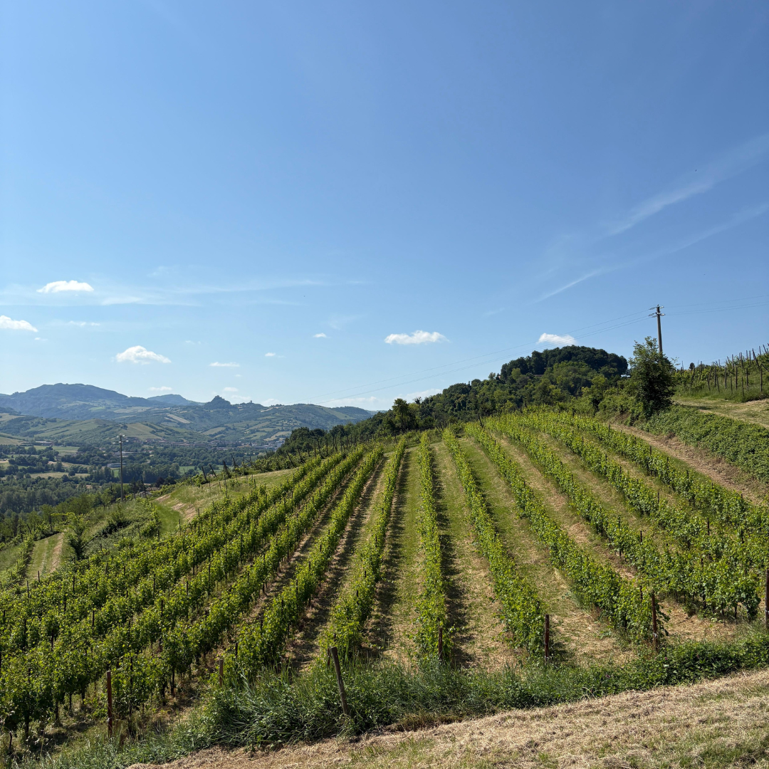 Weinbergbesuch auf den Parma-Hügeln & Weinprobe mit Speisenplatte
