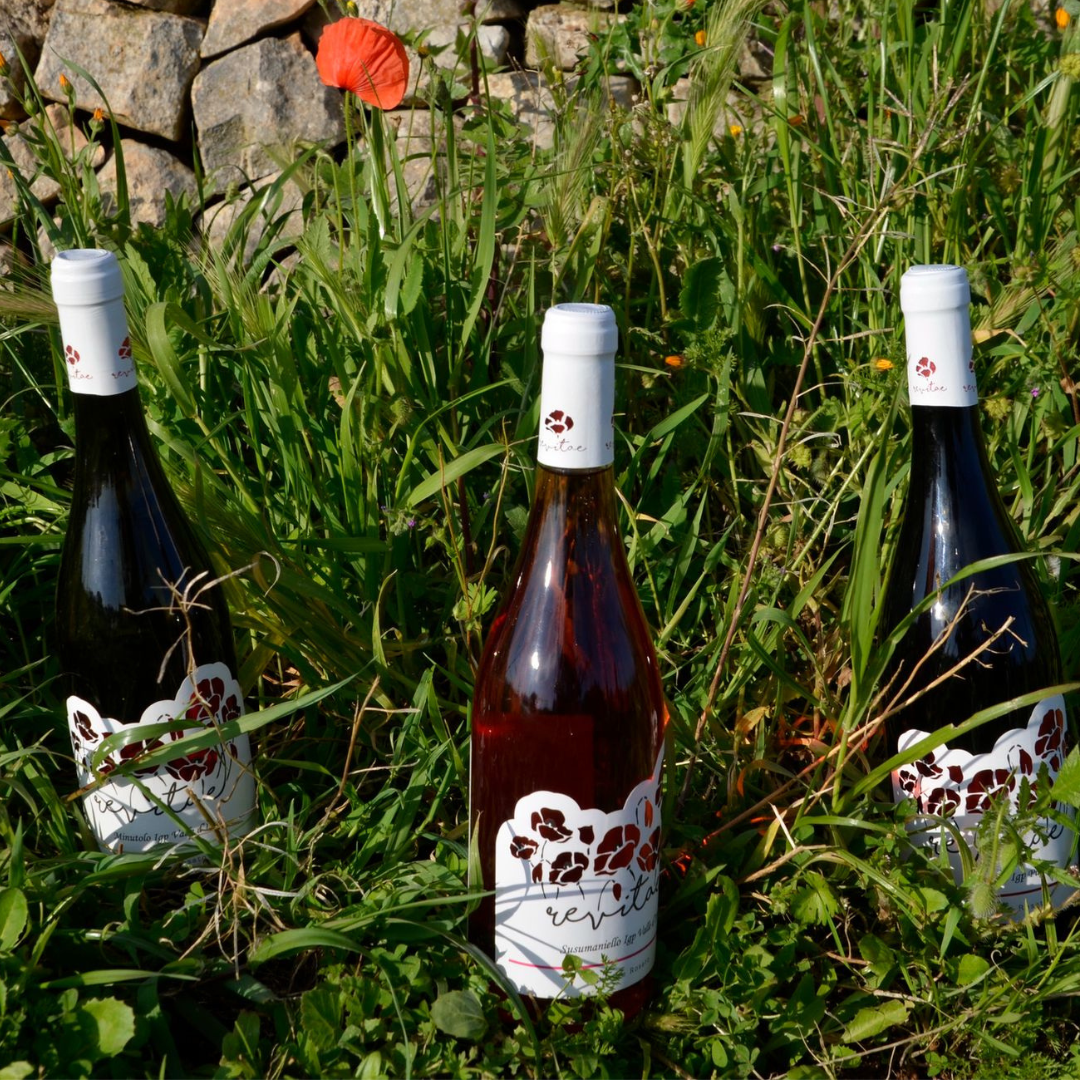 Wine Tasting near Locorotondo & Alberobello with Vineyard Walk 3 Taranto