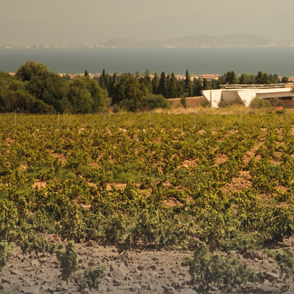 Wine Tasting & Winery Visit on Cagliari Countryside Hills