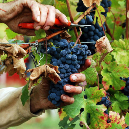 Winery Tour with Wine Tasting & Local Food near Tortona 3 Alessandria