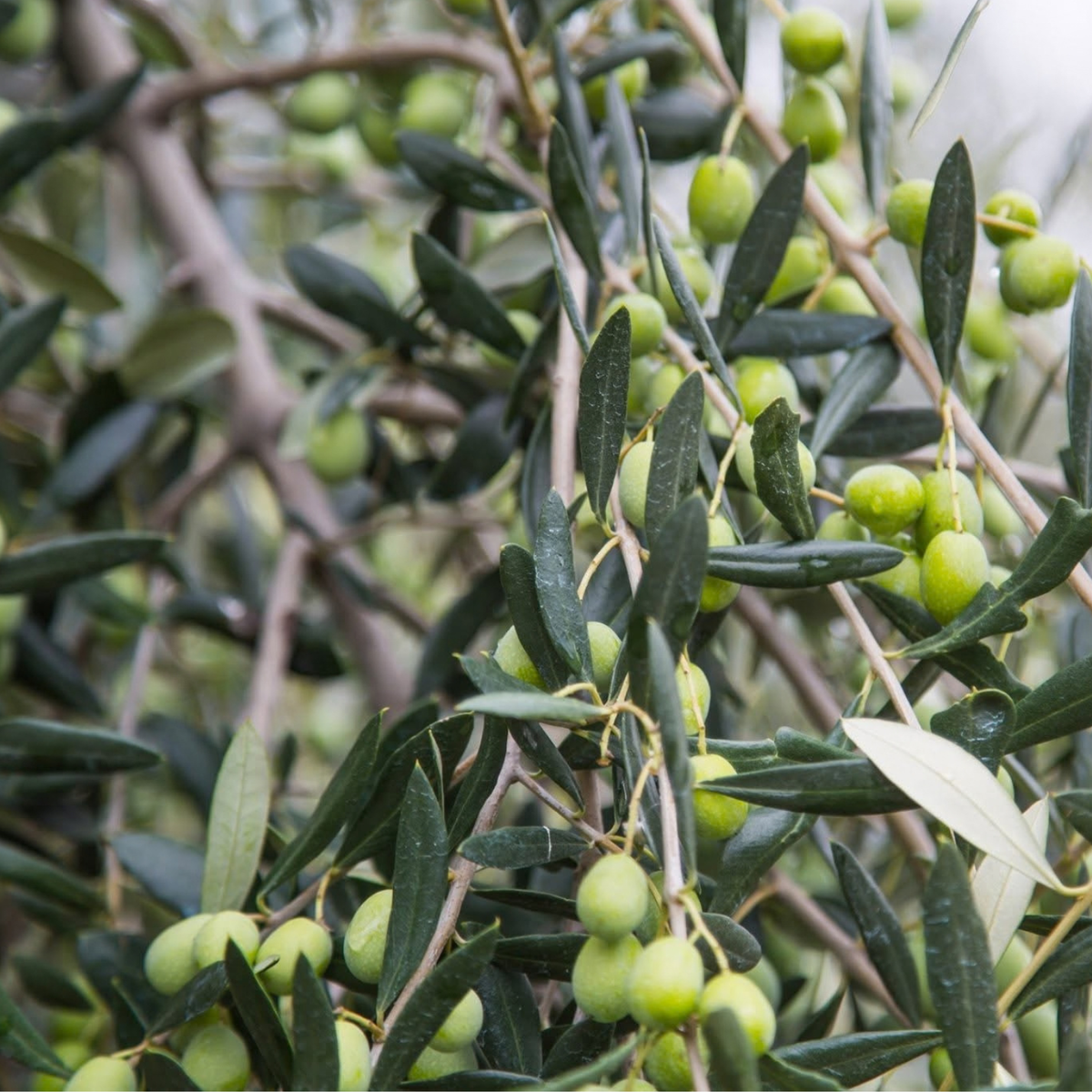 Perugia Olive Oil Mill Tour with Food Tasting 5 Perugia