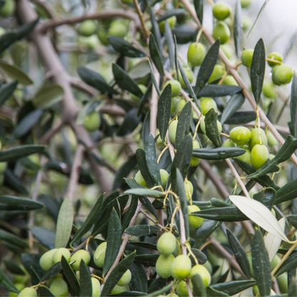 Perugia Olive Oil Mill Tour with Food Tasting 5 Perugia
