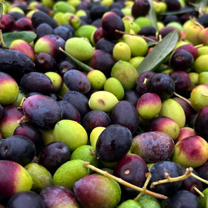 Olive Mill Tour & Guided Tasting near Pesaro 5 Pesaro
