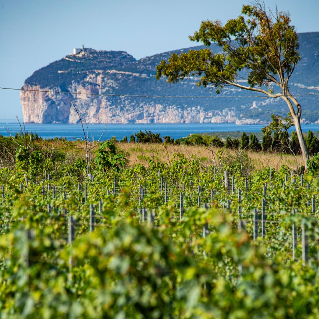 Luxury Winery Tour with Tasting & Food Pairing in Alghero 4 Sassari
