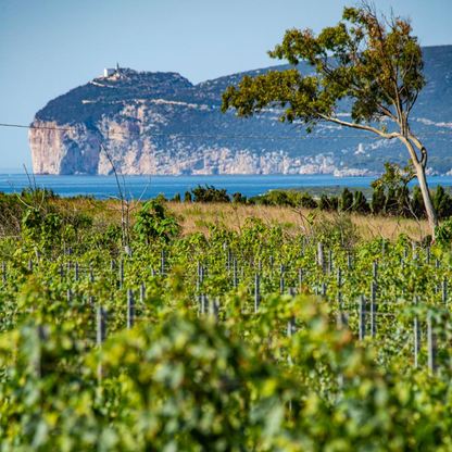 Luxury Winery Tour with Tasting & Food Pairing in Alghero 4 Sassari