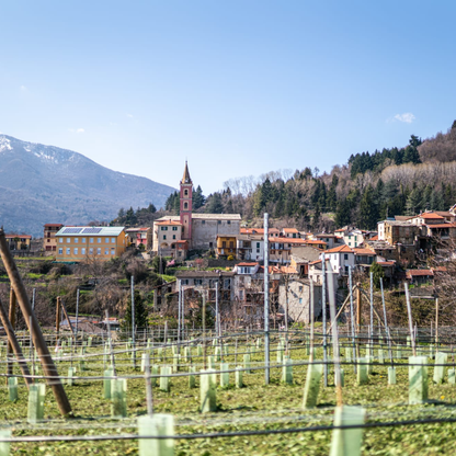 Medieval Village Tour with Wine & Food Tasting near Imperia 2 Imperia