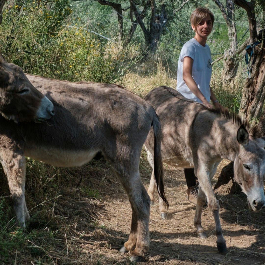 Walk with Donkeys in the Hills of Pisa 2 Pisa