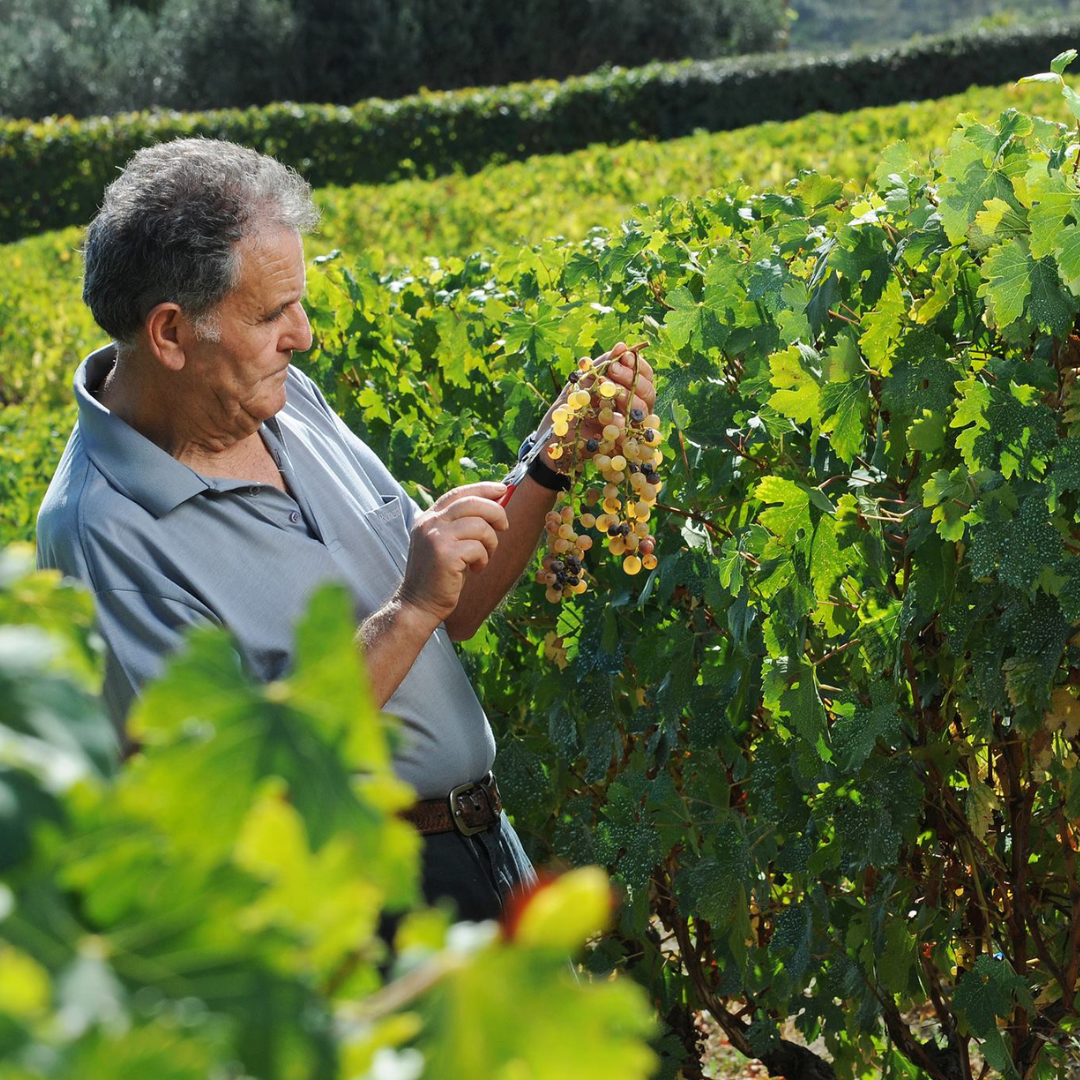 Winery Tour & Wine Tasting with Food Pairings near Oristano 4 Oristano