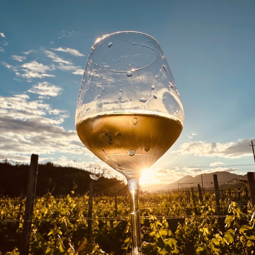 Winery & Vineyard Tour with Wine Tasting & Food in Albenga 1 Savona 