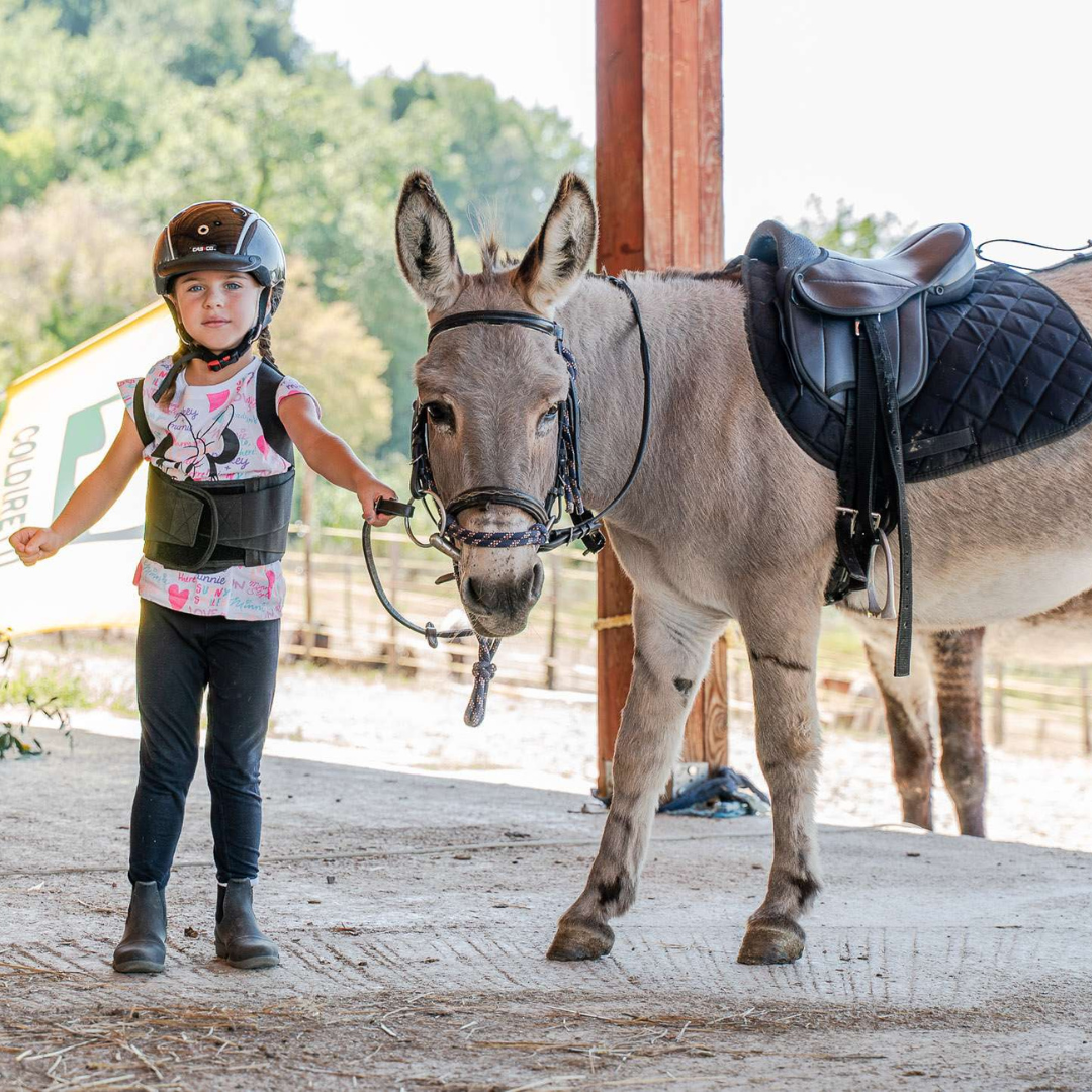 Walk with Donkeys in the Olive Orchard near Florence 2 Firenze